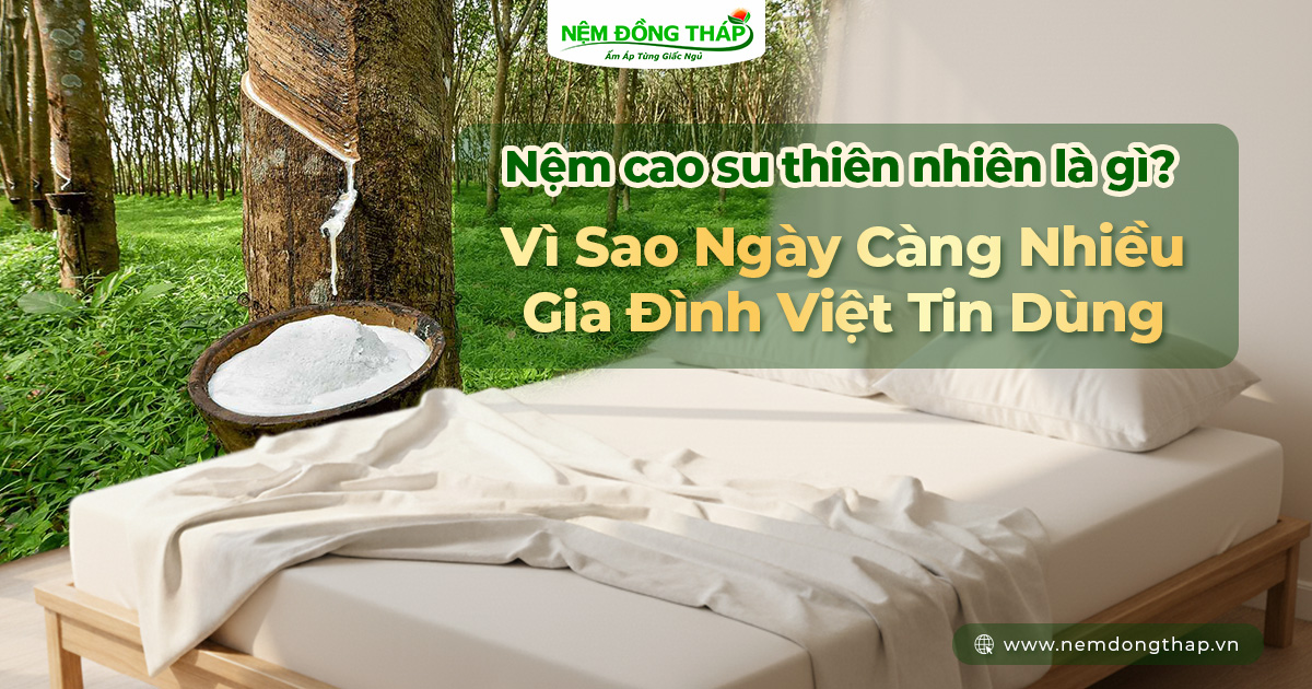 Nệm cao su thiên nhiên là gì?